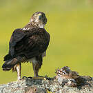 Aigle de Bonelli