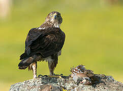 Bonelli's Eagle