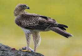 Bonelli's Eagle