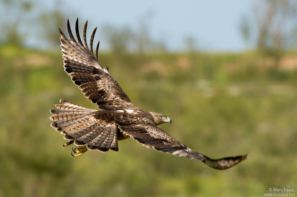 Aigle de Bonelli mâle 3ème année nuptial, Vol