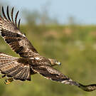 Aigle de Bonelli