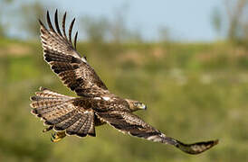 Bonelli's Eagle