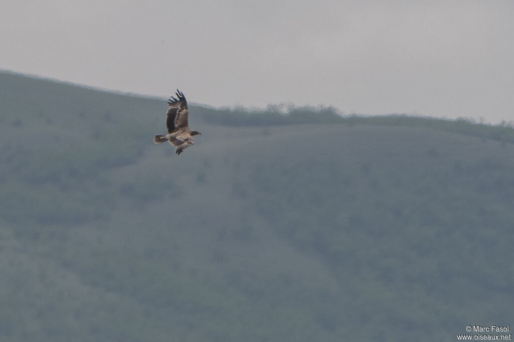 Steppe Eaglesubadult, Flight