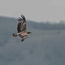 Aigle des steppes