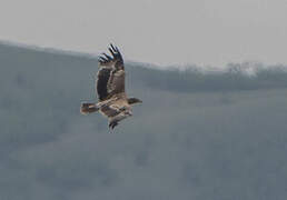 Steppe Eagle