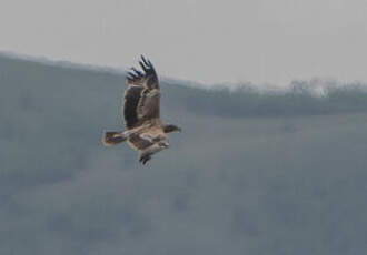 Aigle des steppes