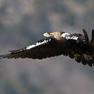 Aigle ibérique