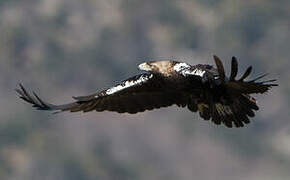 Spanish Imperial Eagle