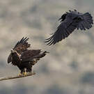 Aigle ibérique