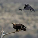 Aigle ibérique