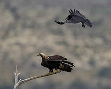 Spanish Imperial Eagle