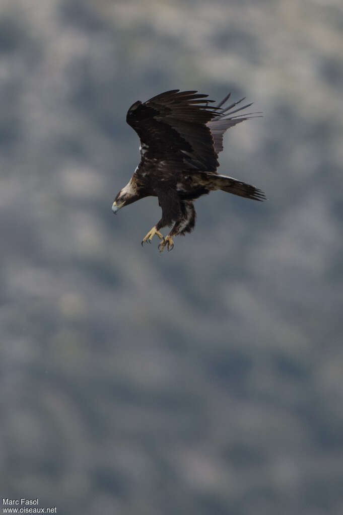 Aigle ibérique mâle adulte, Vol, Comportement