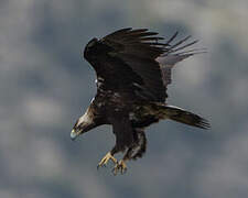 Spanish Imperial Eagle