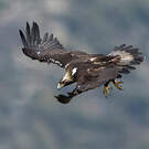 Aigle ibérique