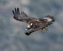 Spanish Imperial Eagle