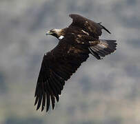 Spanish Imperial Eagle