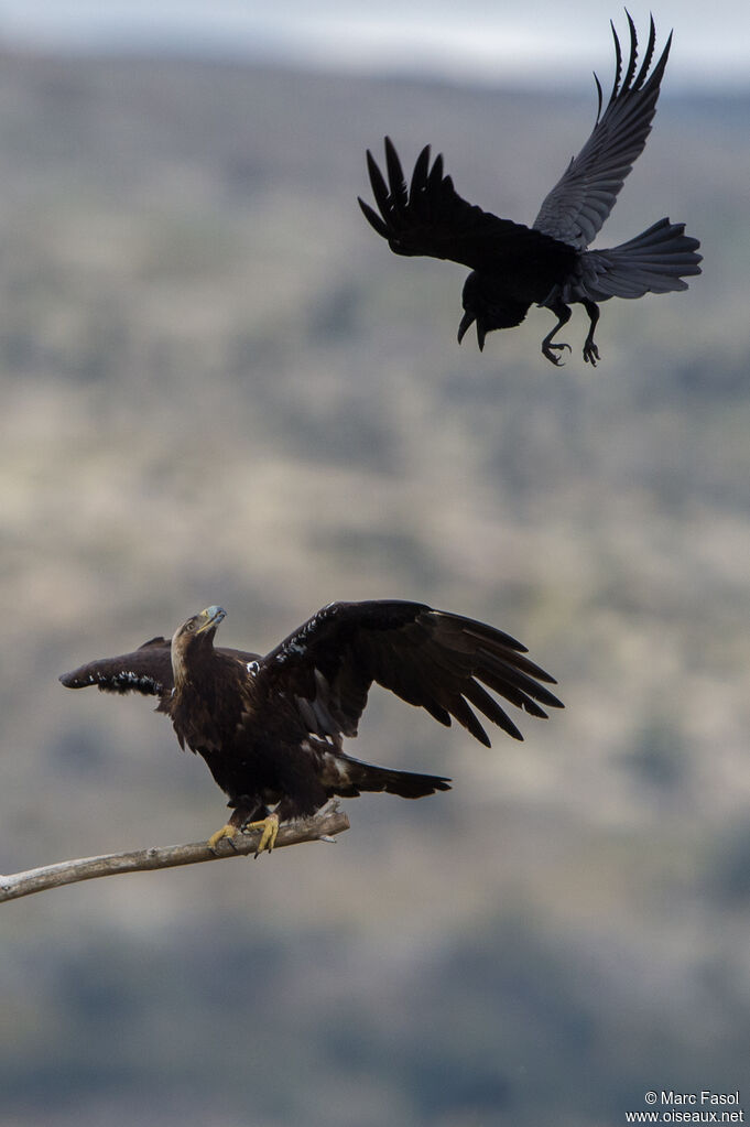 Spanish Imperial Eagle male adult post breeding, identification