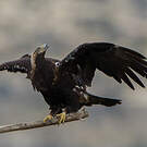 Aigle ibérique