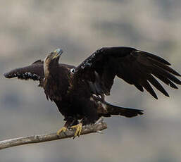 Aigle ibérique