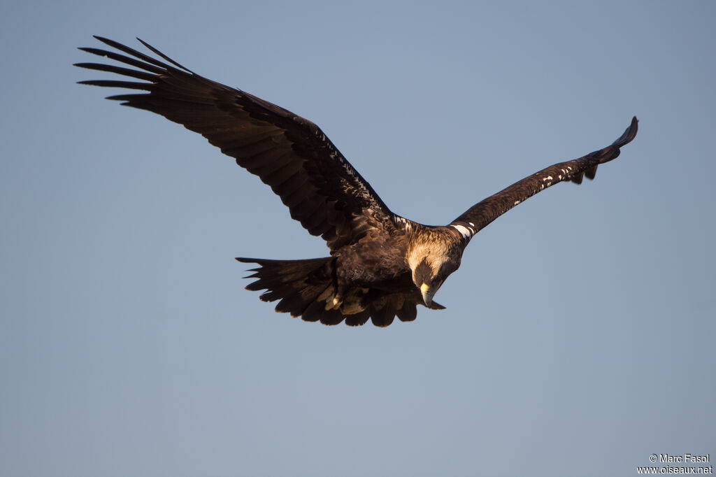 Aigle ibérique mâle adulte, Vol