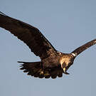 Aigle ibérique