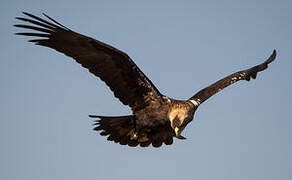 Spanish Imperial Eagle