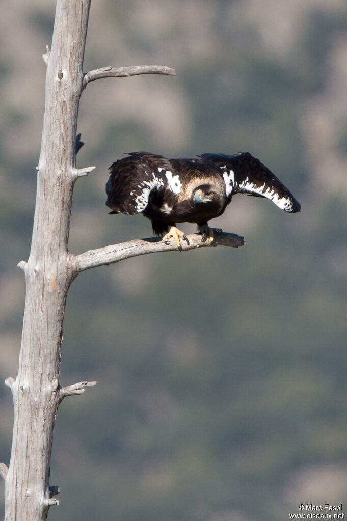 Spanish Imperial Eagle female adult, identification