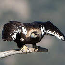 Aigle ibérique