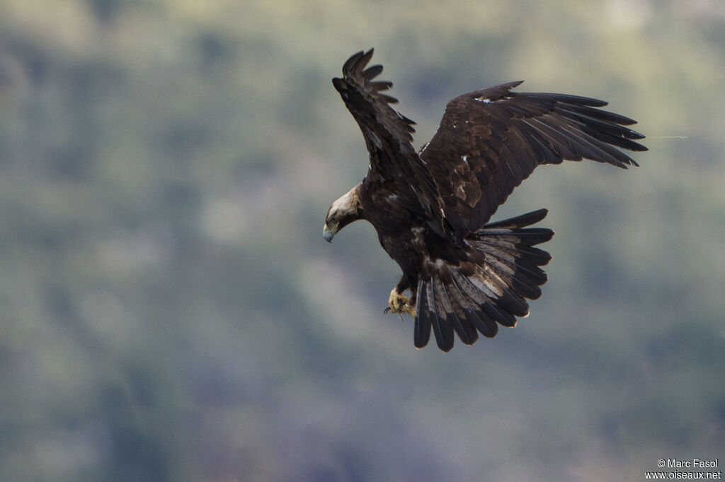 Spanish Imperial Eagleadult, Flight