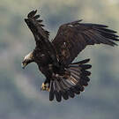 Aigle ibérique