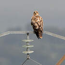 Aigle ibérique