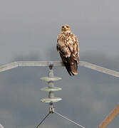 Spanish Imperial Eagle