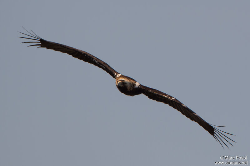 Aigle ibérique mâle adulte, Vol