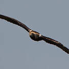 Aigle ibérique