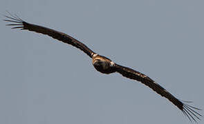 Spanish Imperial Eagle