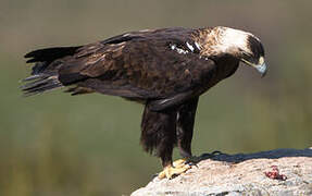 Spanish Imperial Eagle