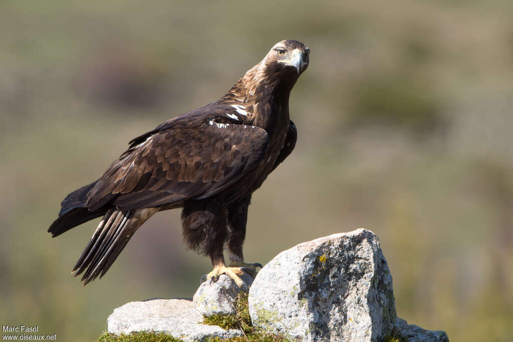 Aigle ibérique mâle adulte, identification