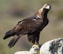 Spanish Imperial Eagle