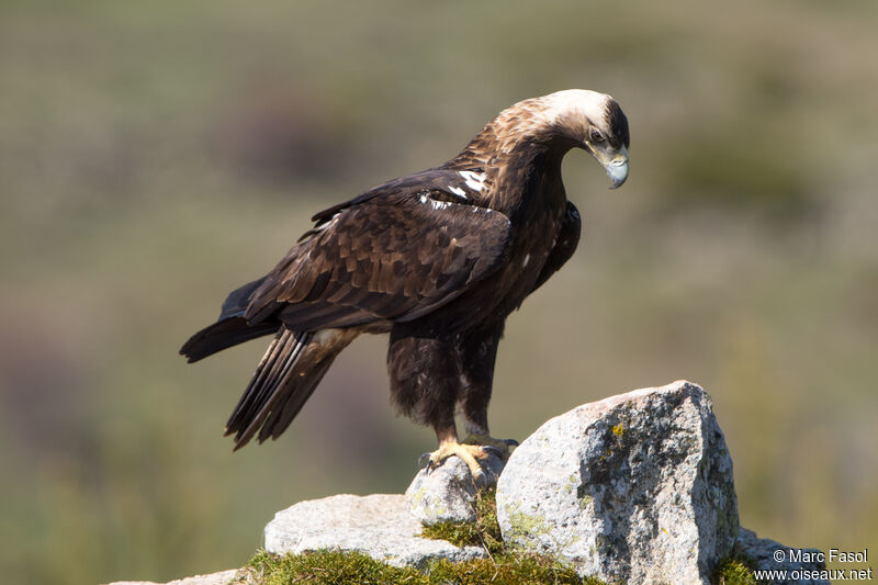 Spanish Imperial Eagle male adult breeding, identification