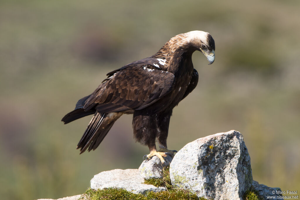 Aigle ibérique mâle adulte nuptial, identification