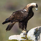 Aigle ibérique