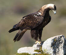 Spanish Imperial Eagle