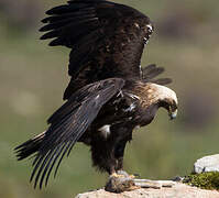 Spanish Imperial Eagle