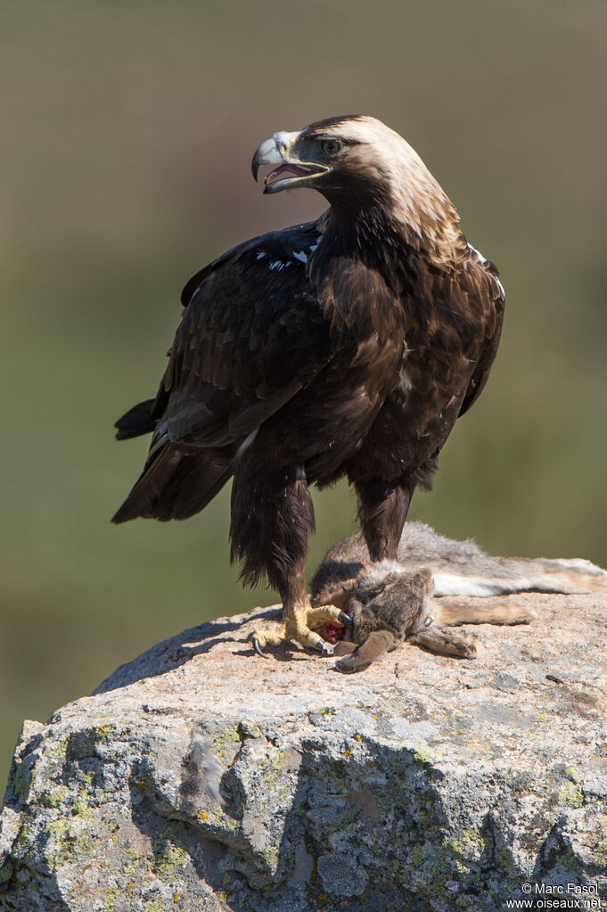 Aigle ibérique mâle adulte, identification, régime, mange