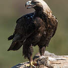 Aigle ibérique