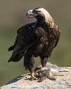 Spanish Imperial Eagle