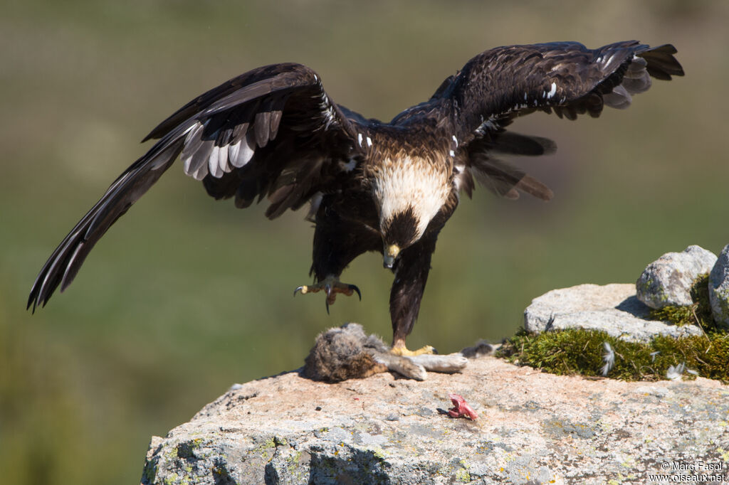 Spanish Imperial Eagle male adult, identification, feeding habits, eats