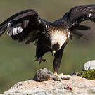 Aigle ibérique