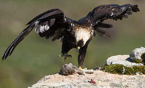 Spanish Imperial Eagle