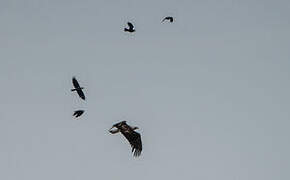 Eastern Imperial Eagle